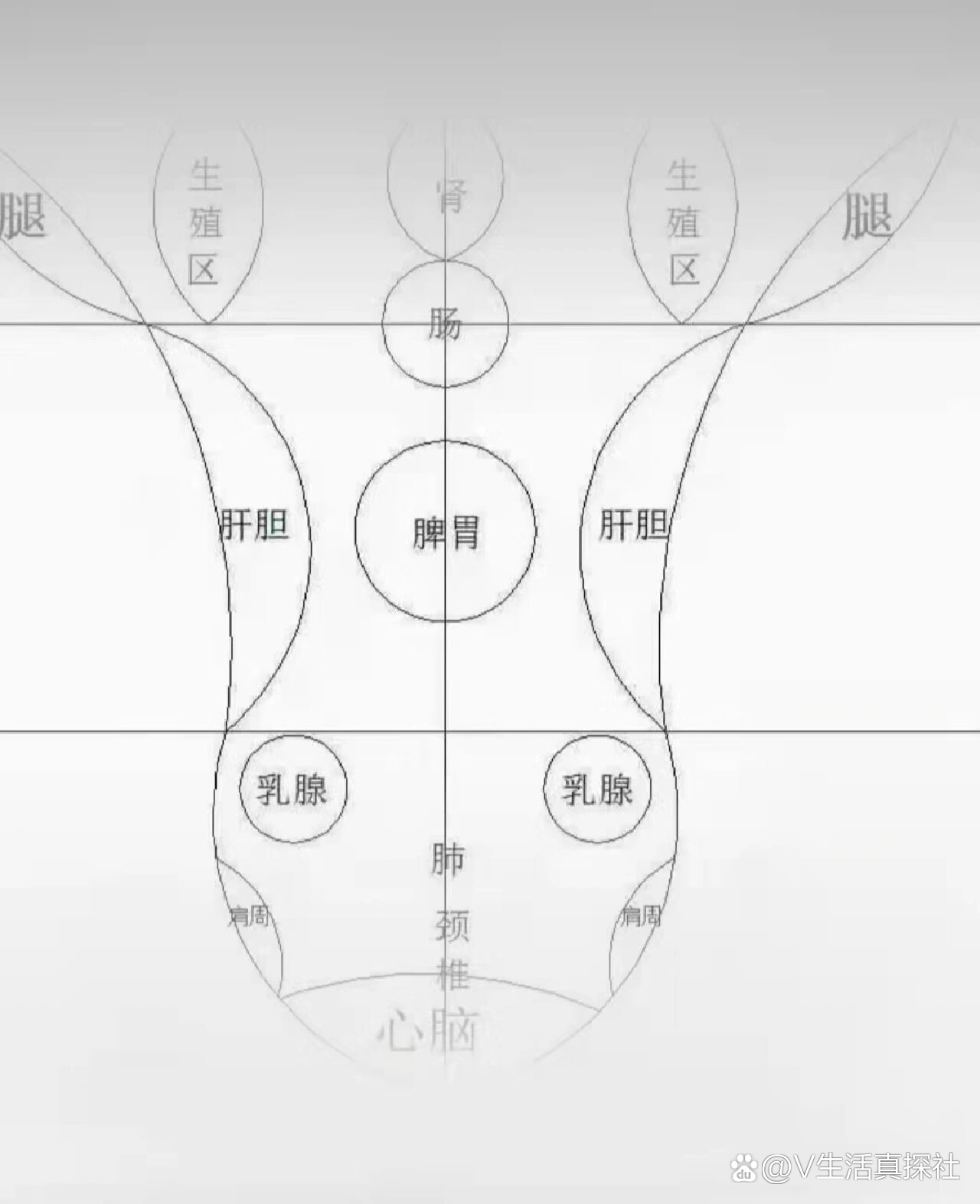 一起学辨证-5(三线全息舌诊法)