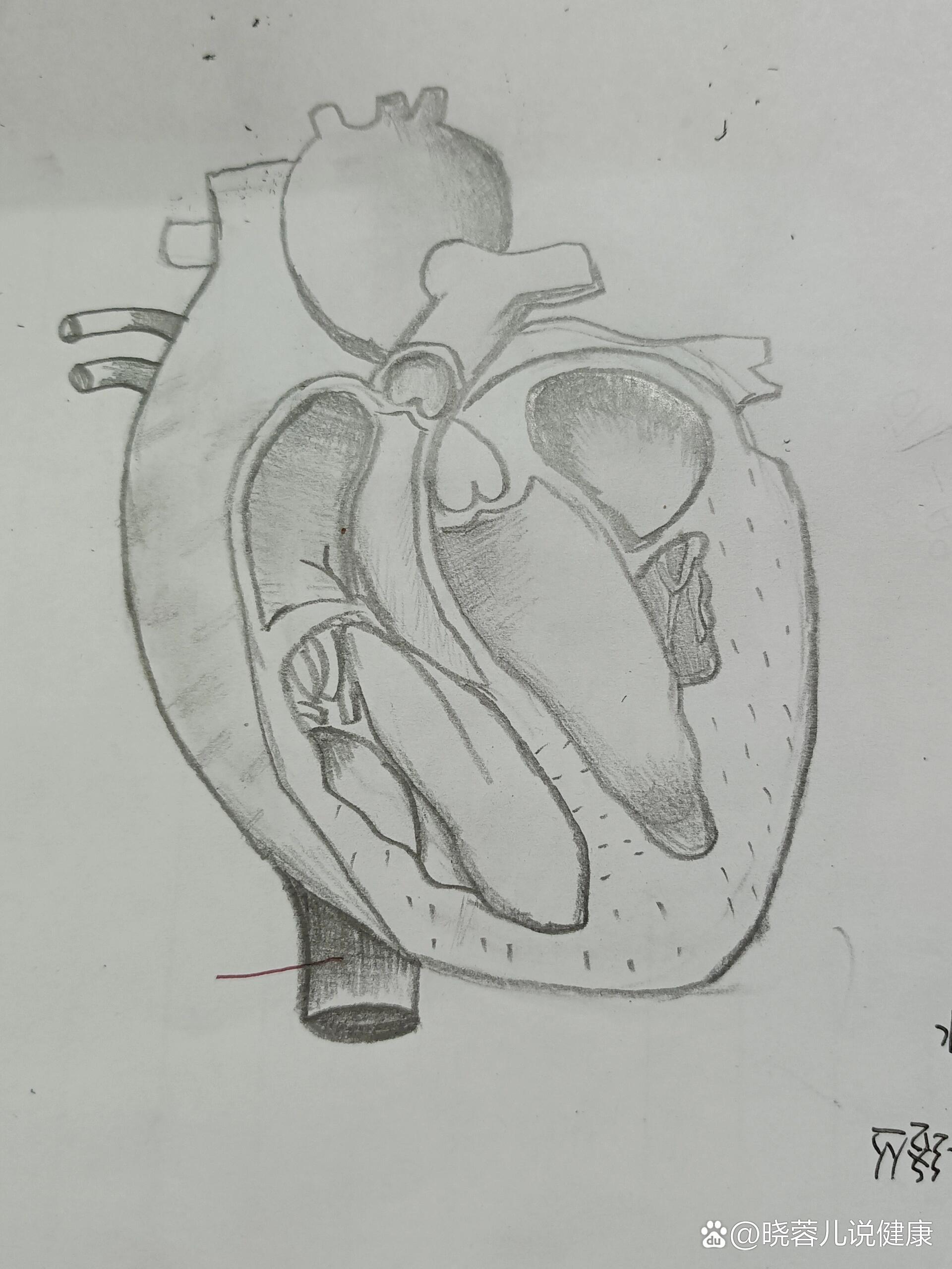 今日绘画~心脏解剖