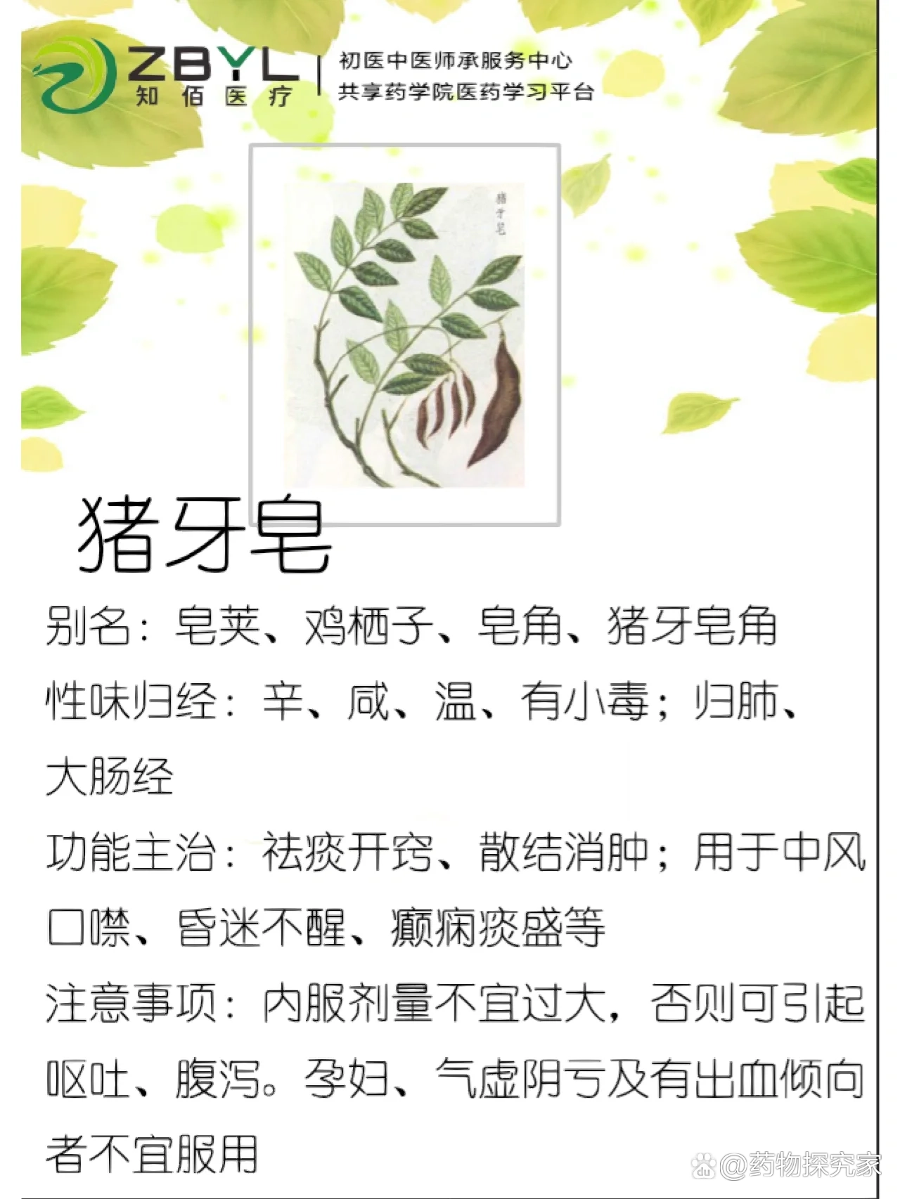 别名:皂荚,鸡栖子,皂角,猪牙皂角