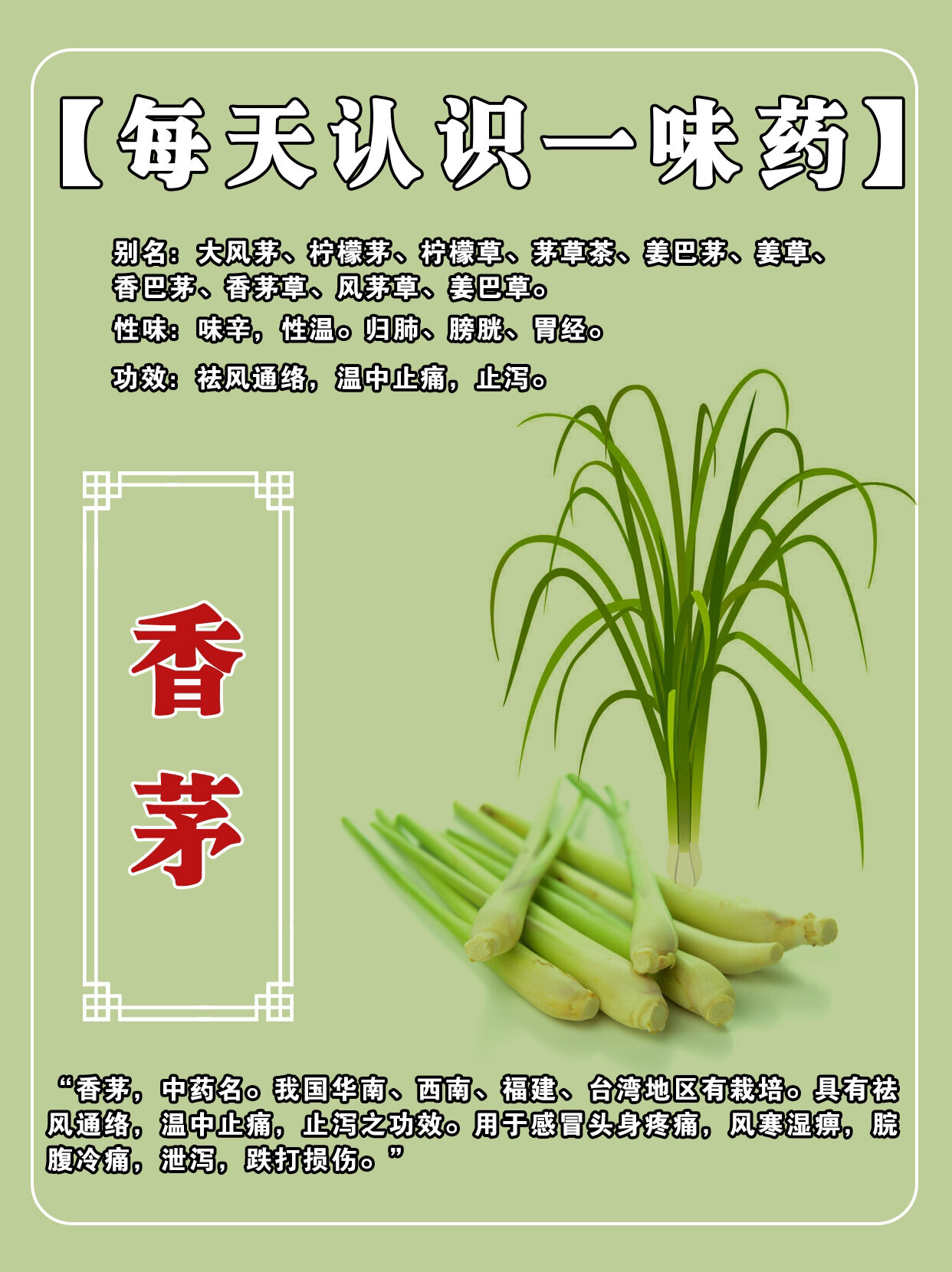 香茅草的功效 药用图片