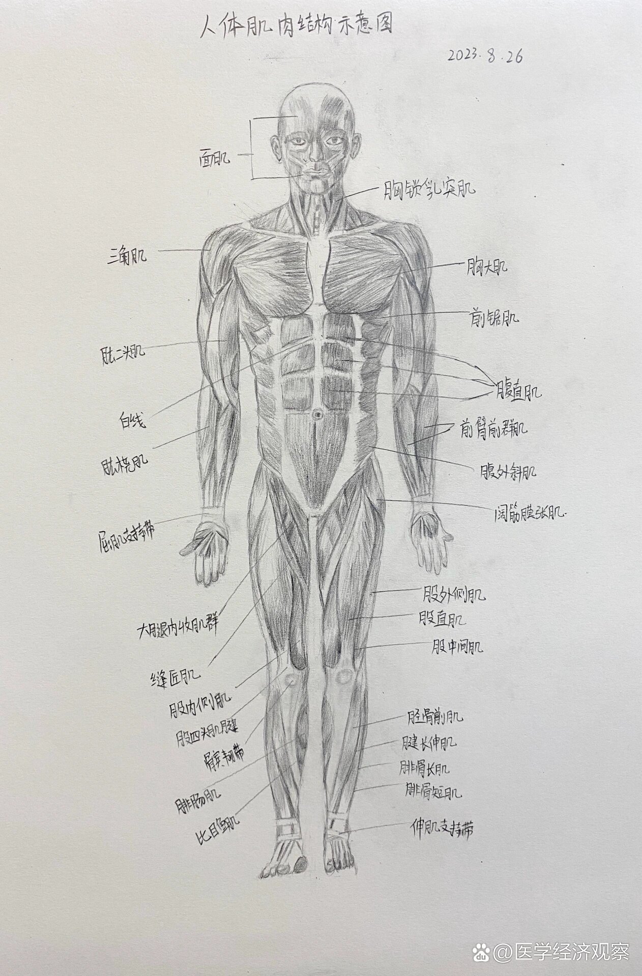 手绘人体解剖图简笔图片