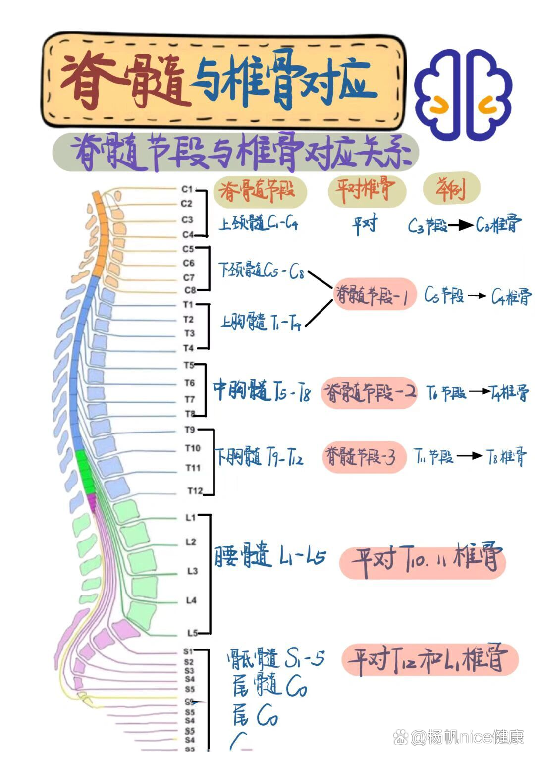 腰椎节段动脉解剖图片