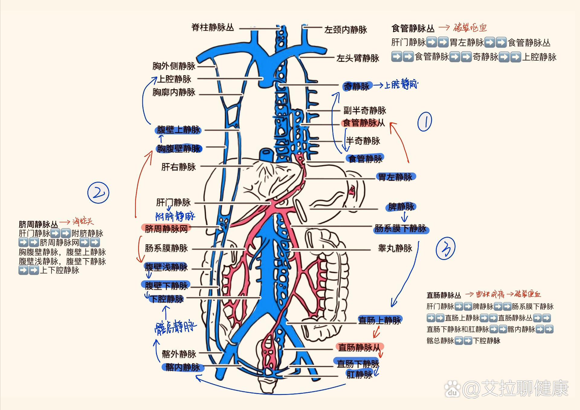 肝脏血管及侧支循环总结[赞同]