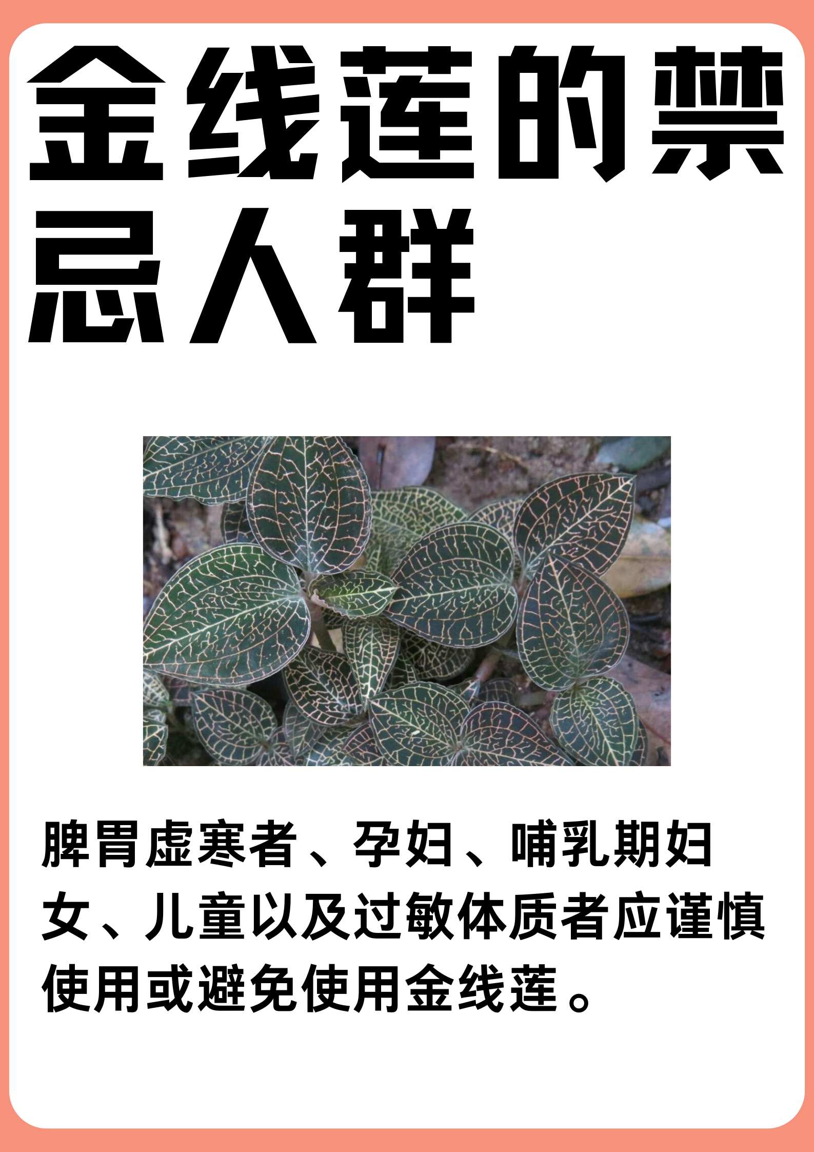 金线莲作用与功效,你了解吗?