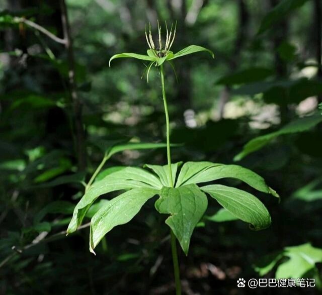本草纲目—七叶一枝花(重楼)