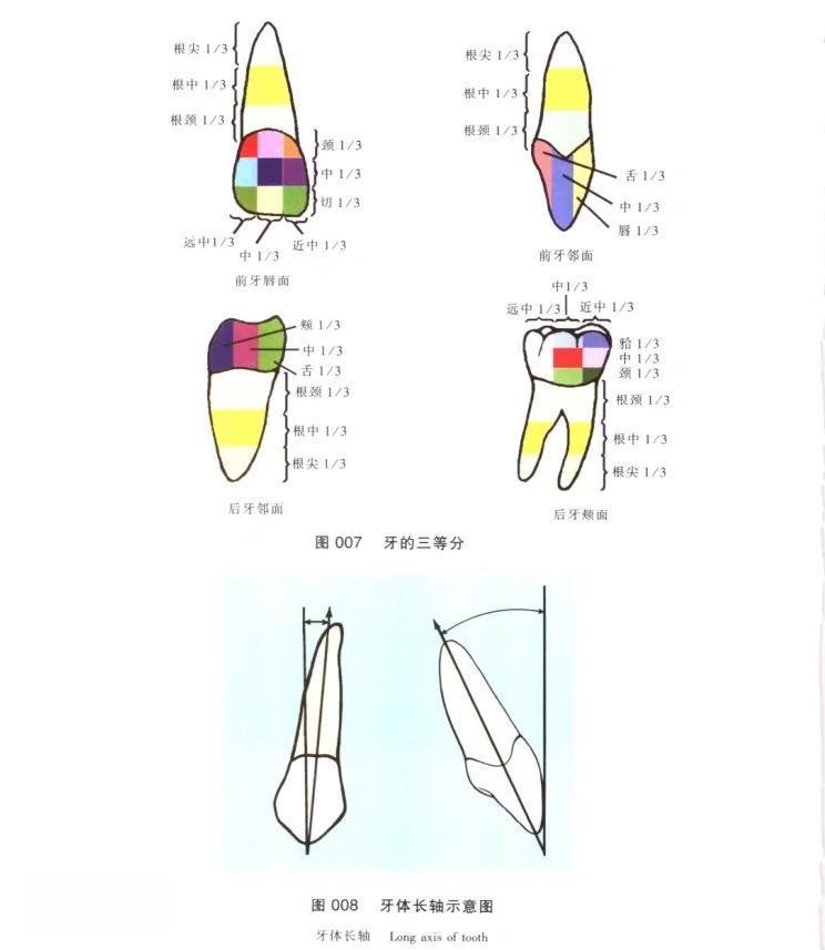 牙齿的三等分法：你了解多少？