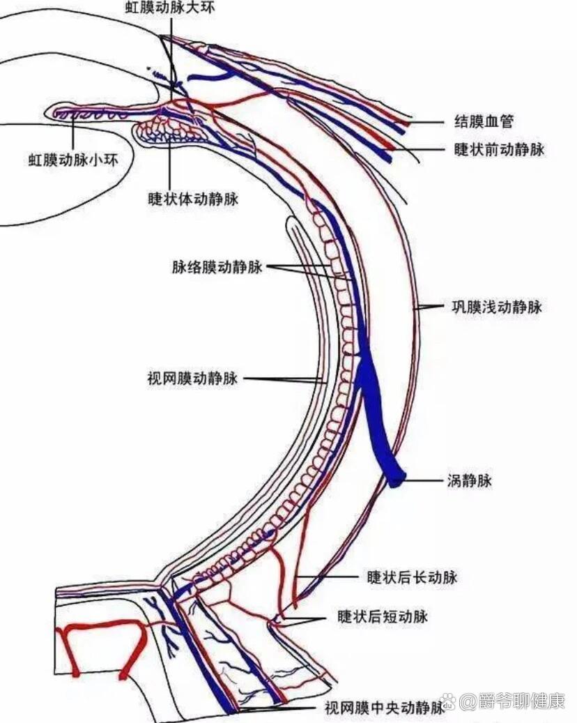 眼球新生血管图片图片