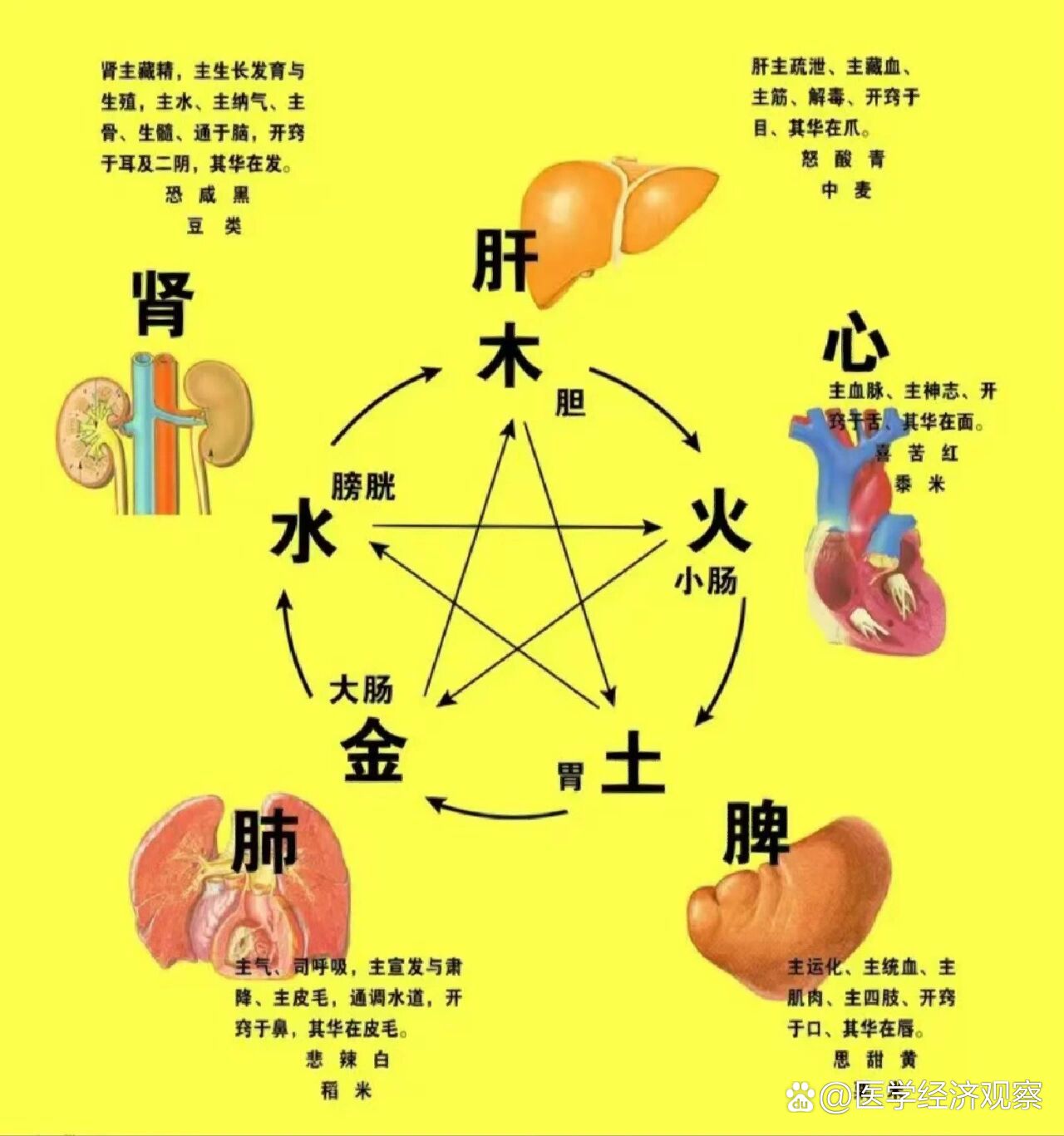 认识人体五脏六腑