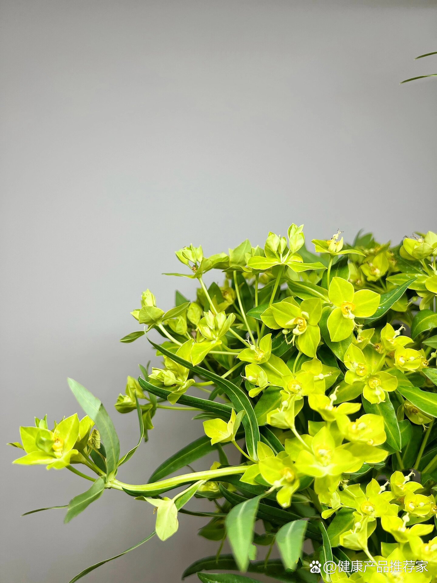 奇花异草系列-八卦草/大甲草