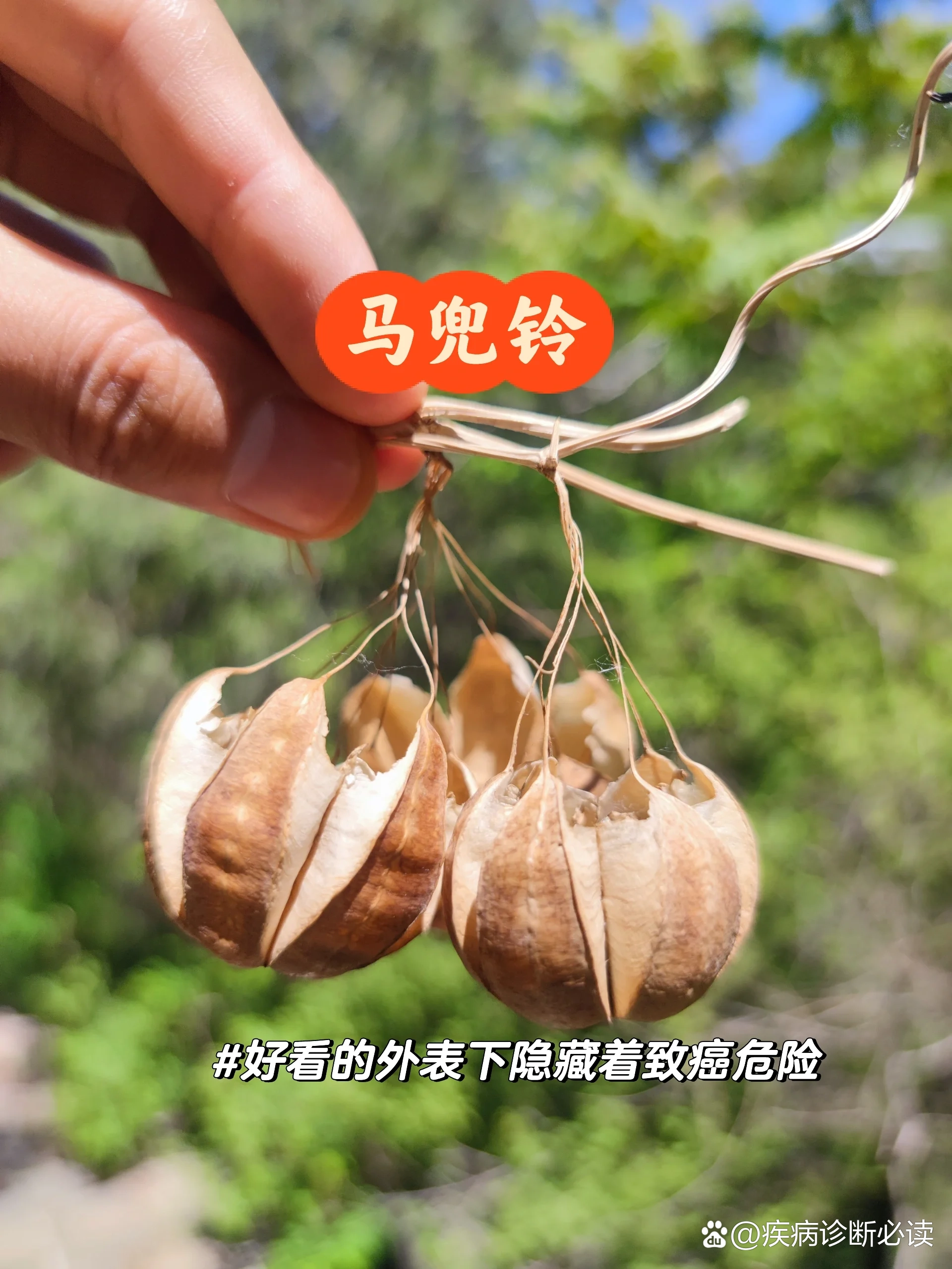 管花马兜铃的药用价值图片