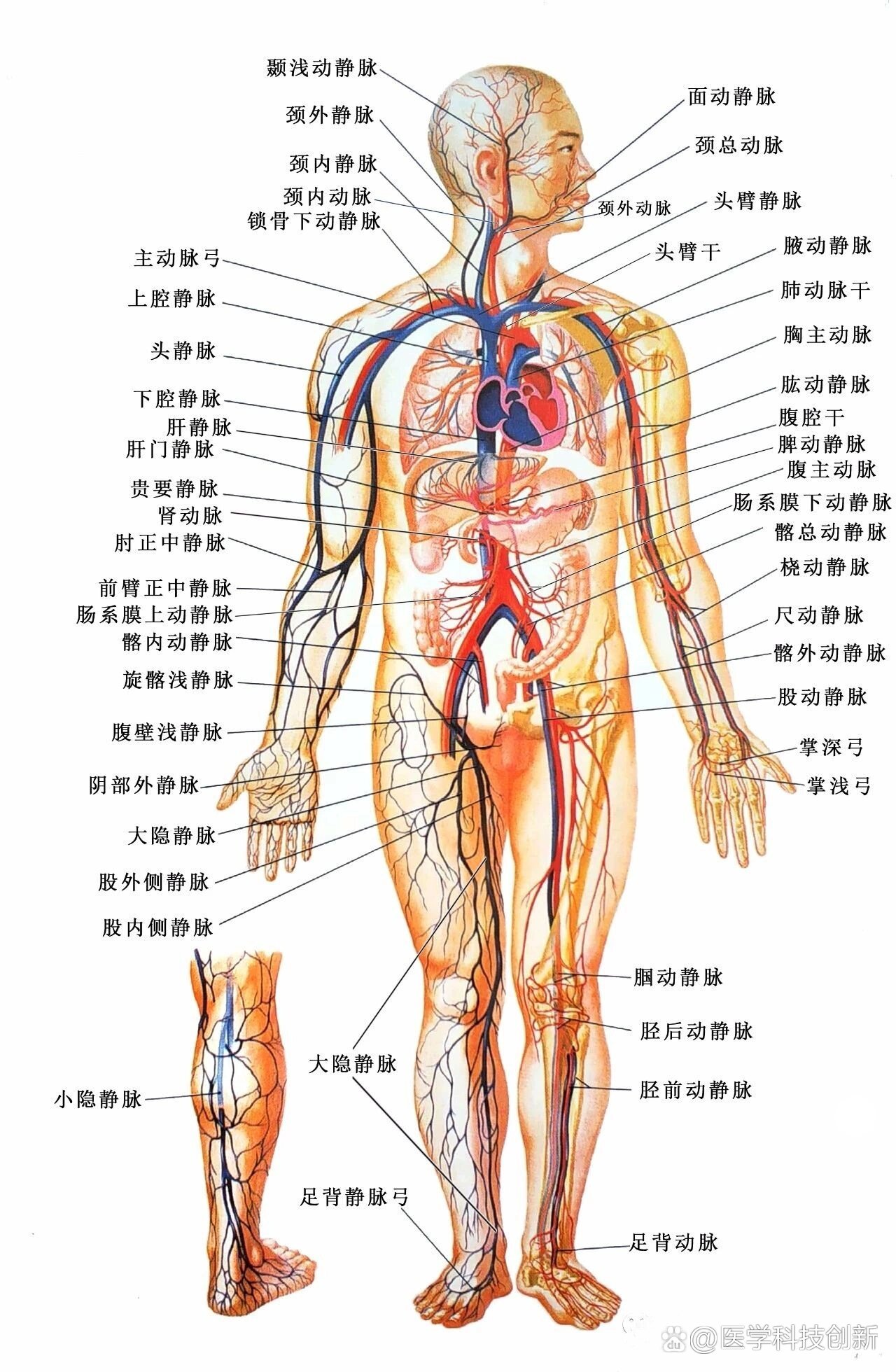 人体的血液循环路径图图片