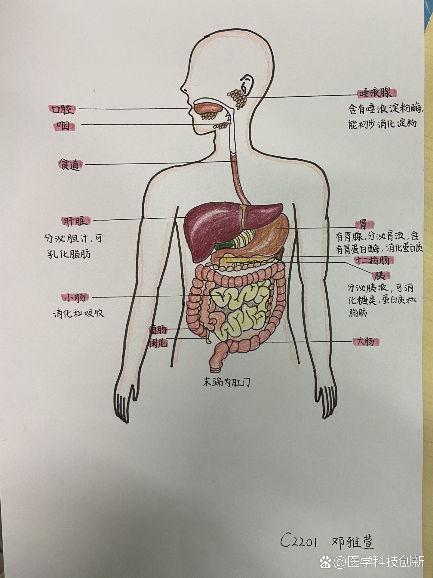 消化系统简图简笔画图片