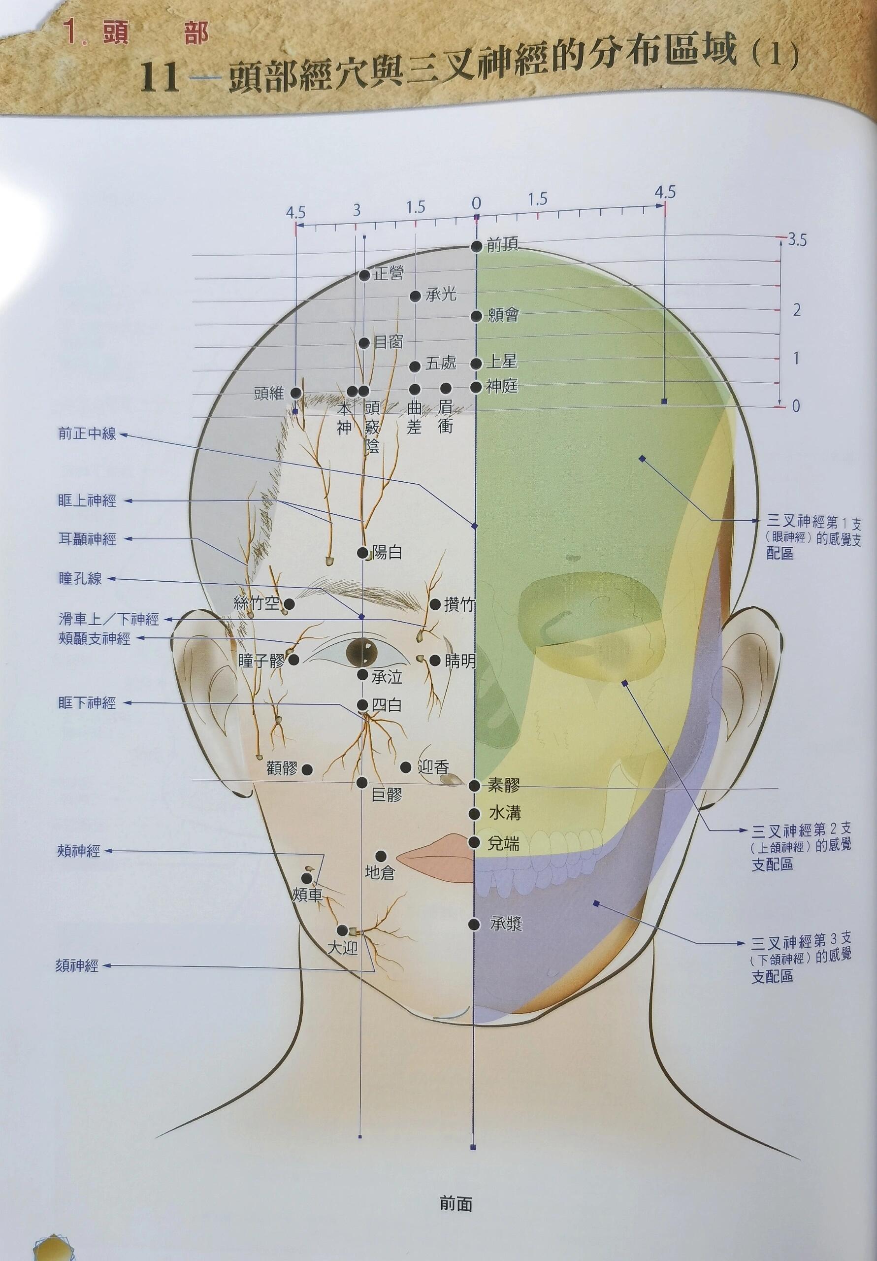 三叉神经位置图片