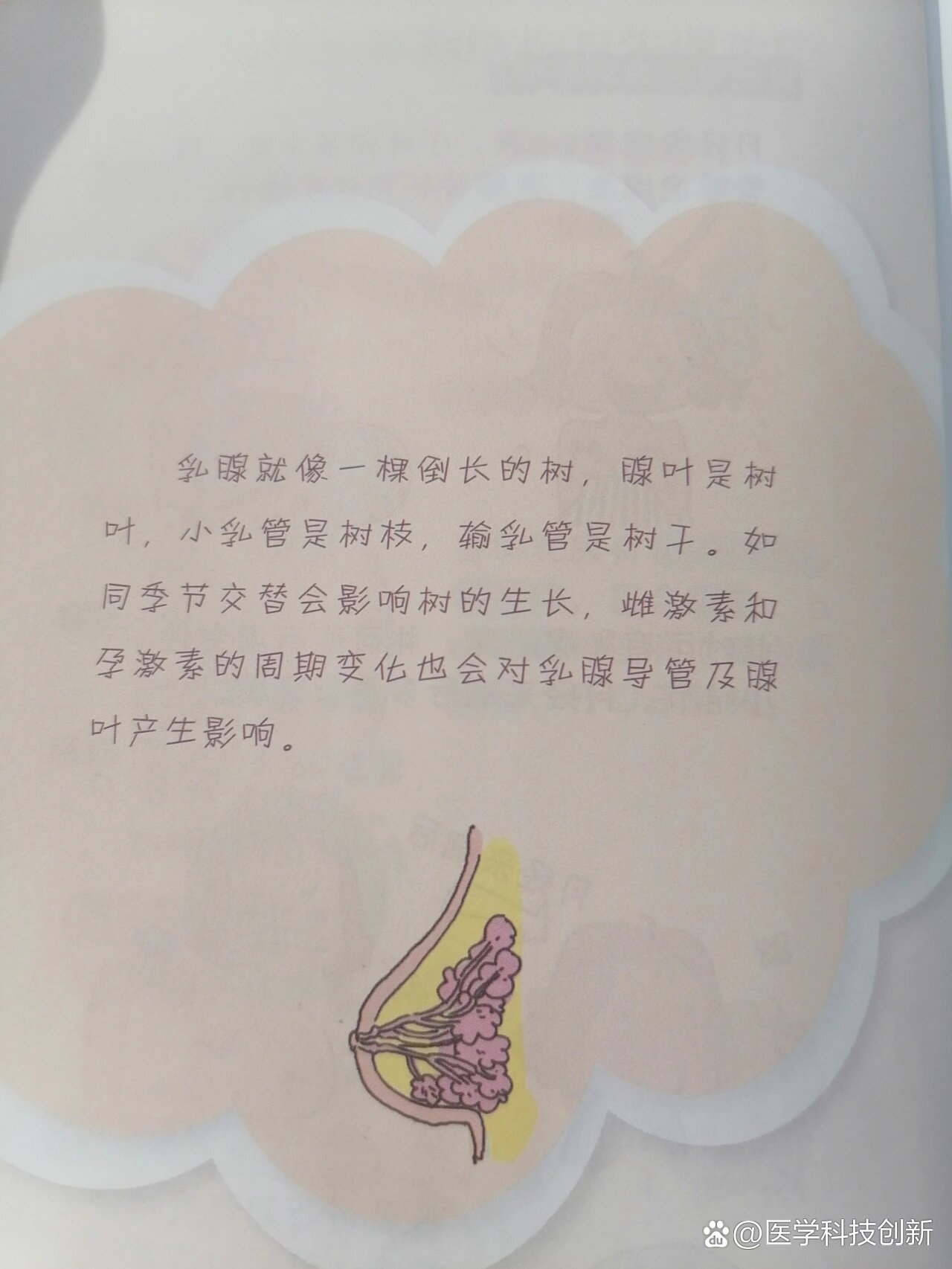 乳腺的解剖结构与生理功能