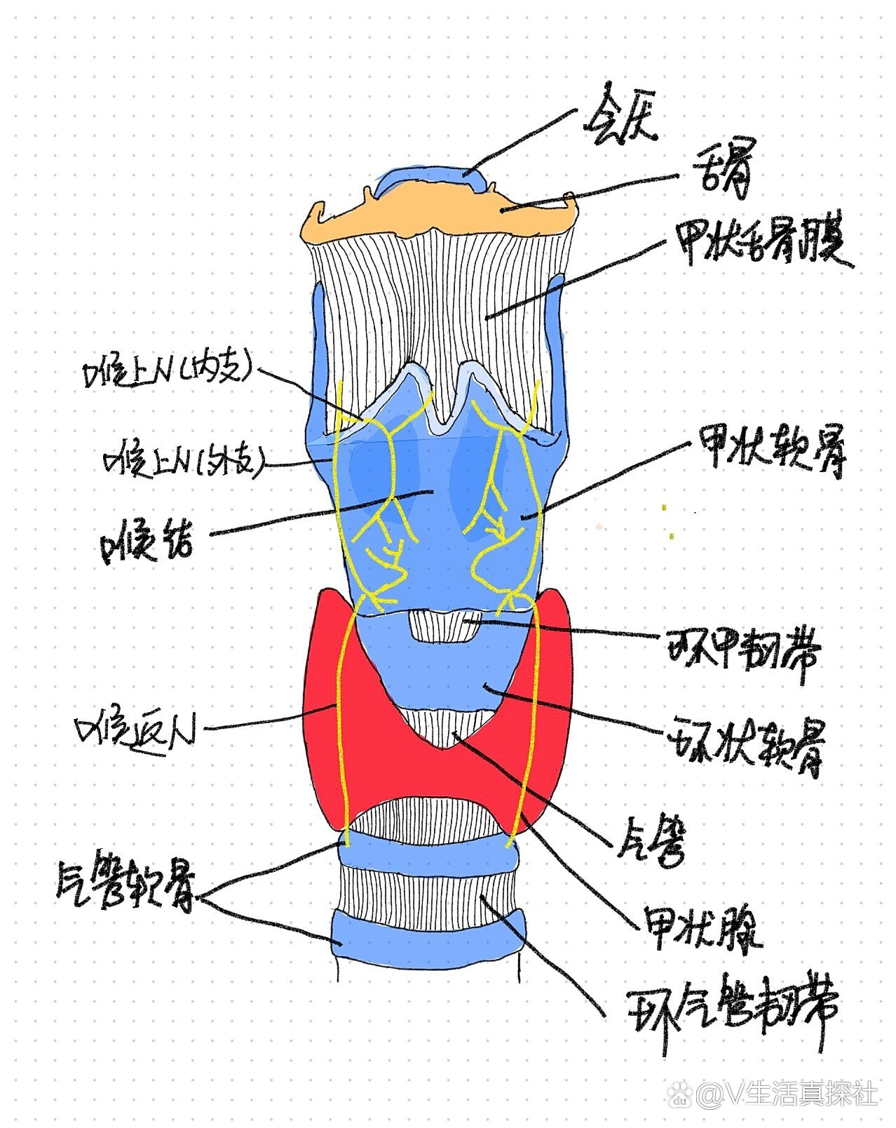 喉室解剖图片