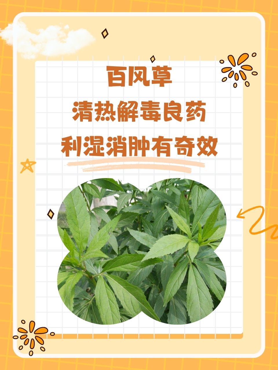 百风草:清热解毒良药,利湿消肿有奇效