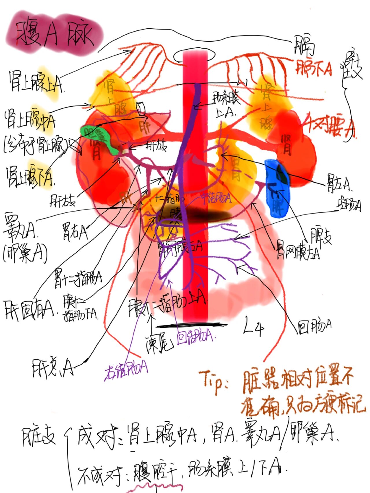 腰动脉解剖结构图解图片