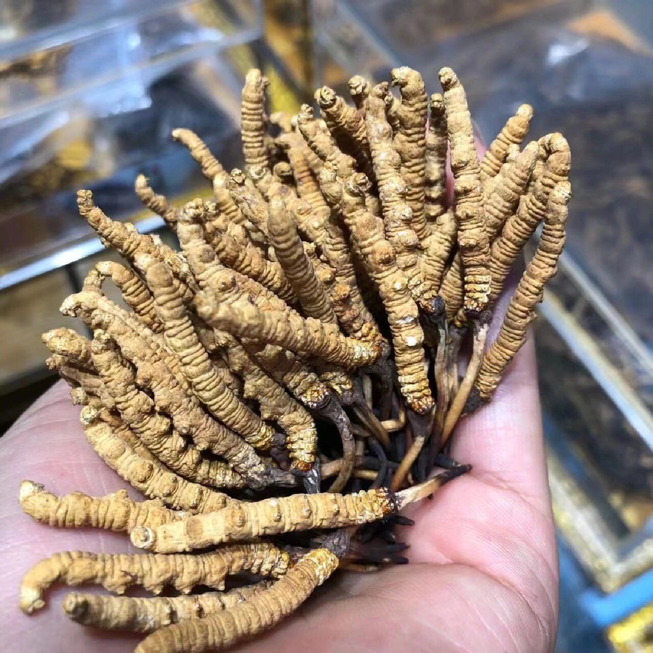 冬虫夏草打粉食用促进身体吸收