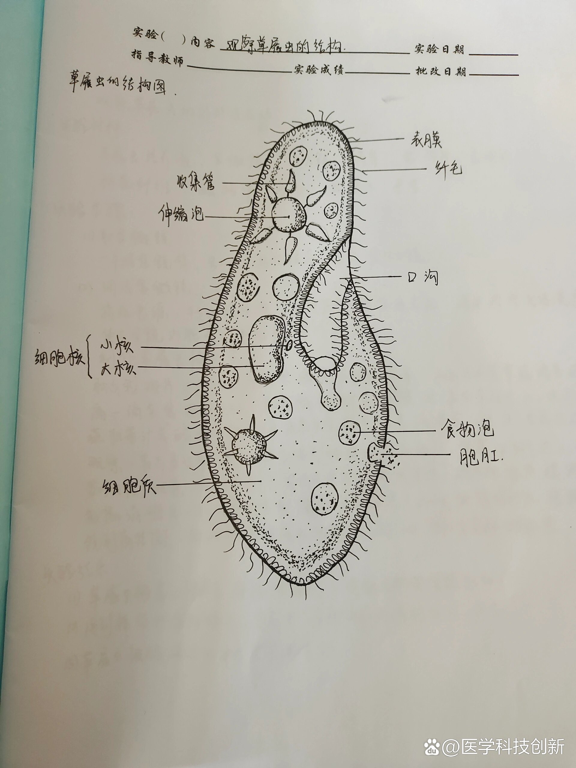 草履虫的结构图细胞图片