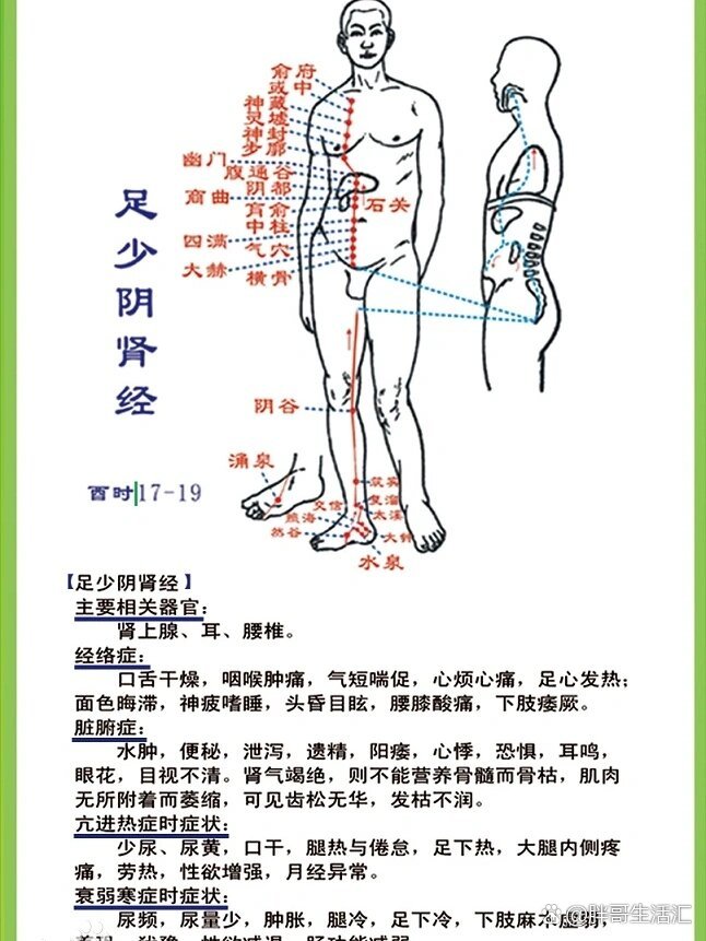 足少阴肾经络图图片