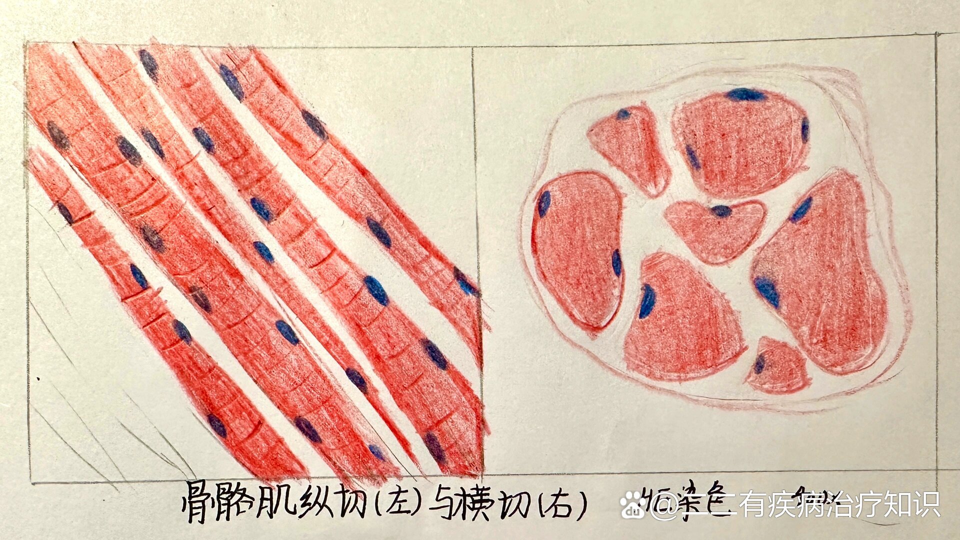 骨骼肌实验报告手绘图图片