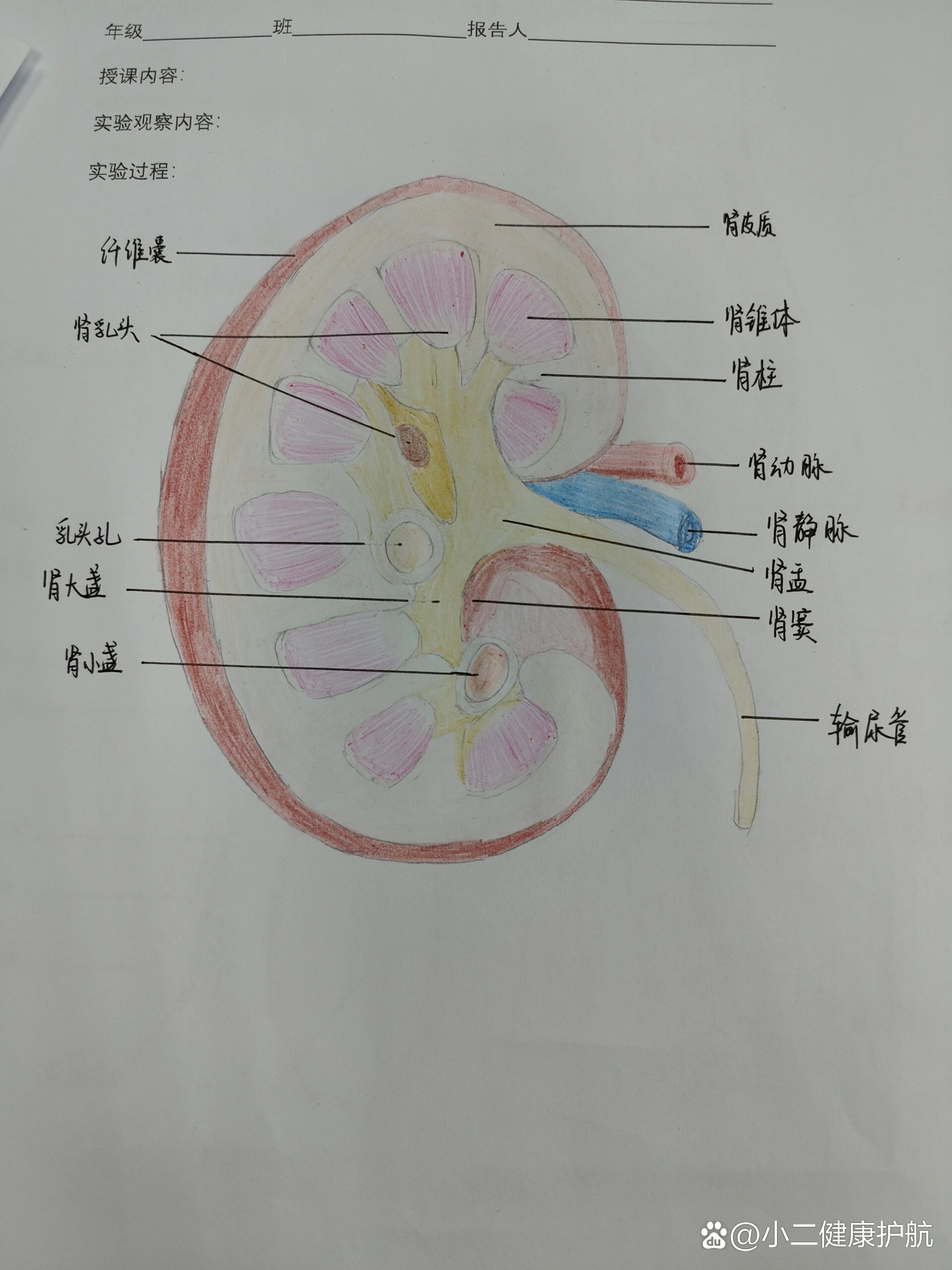 肾解剖图的简笔画图片