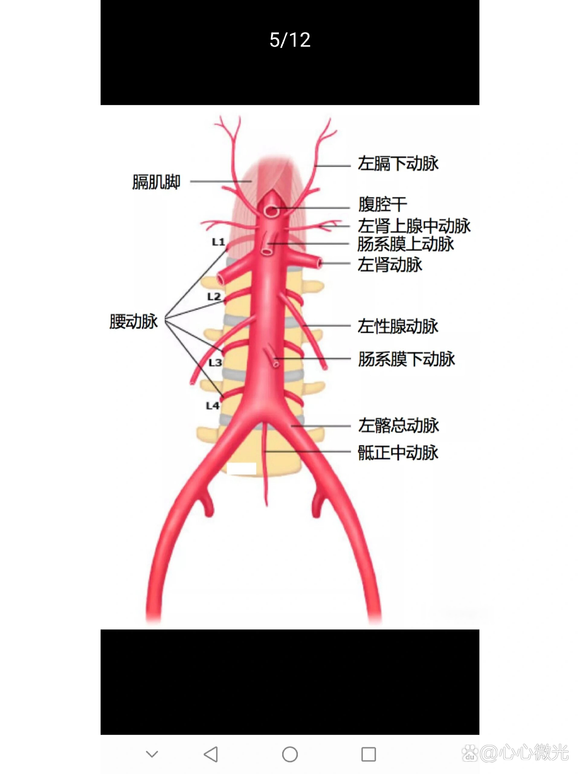 腹主动脉分支