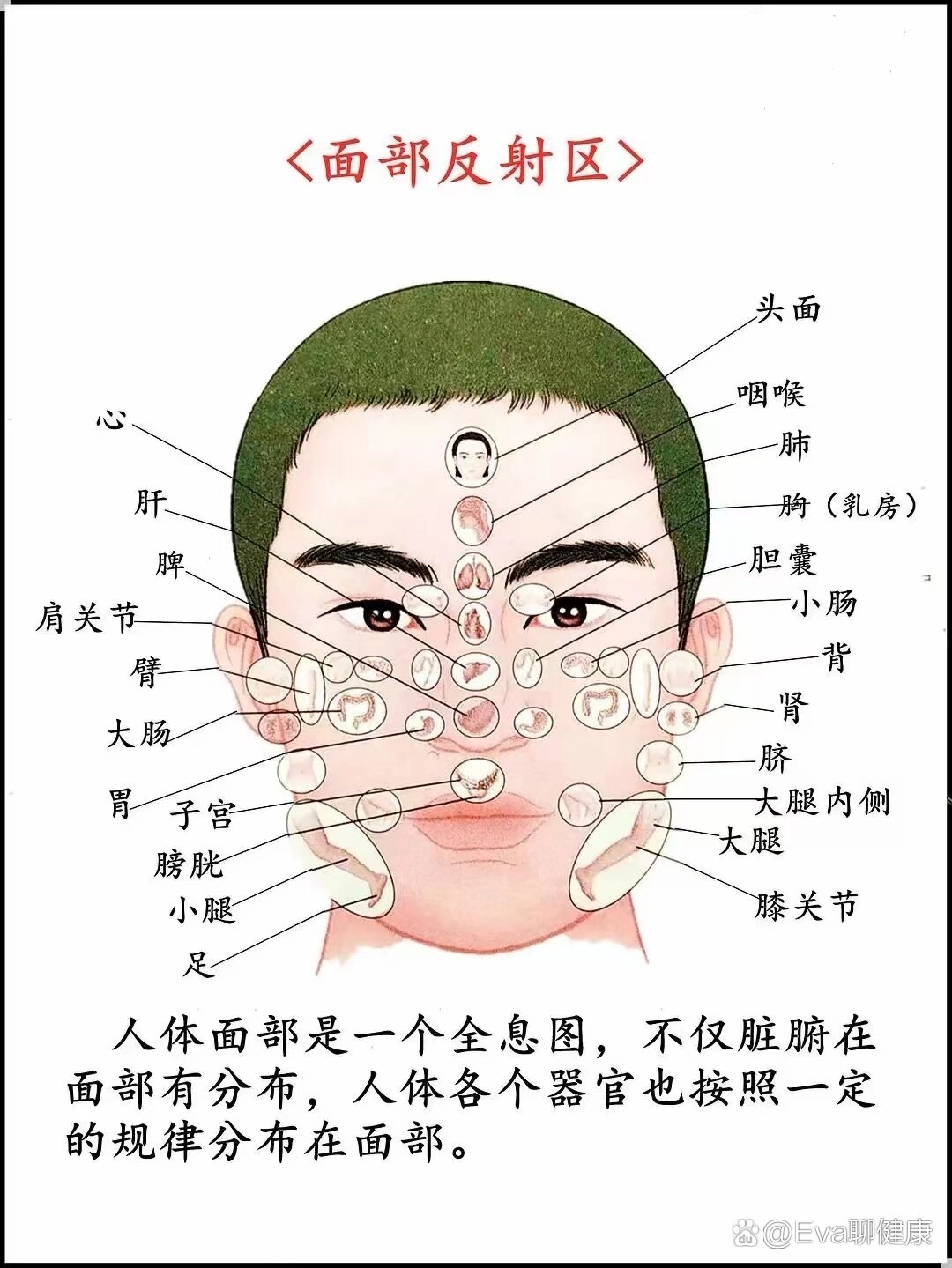 面部反射区知多少