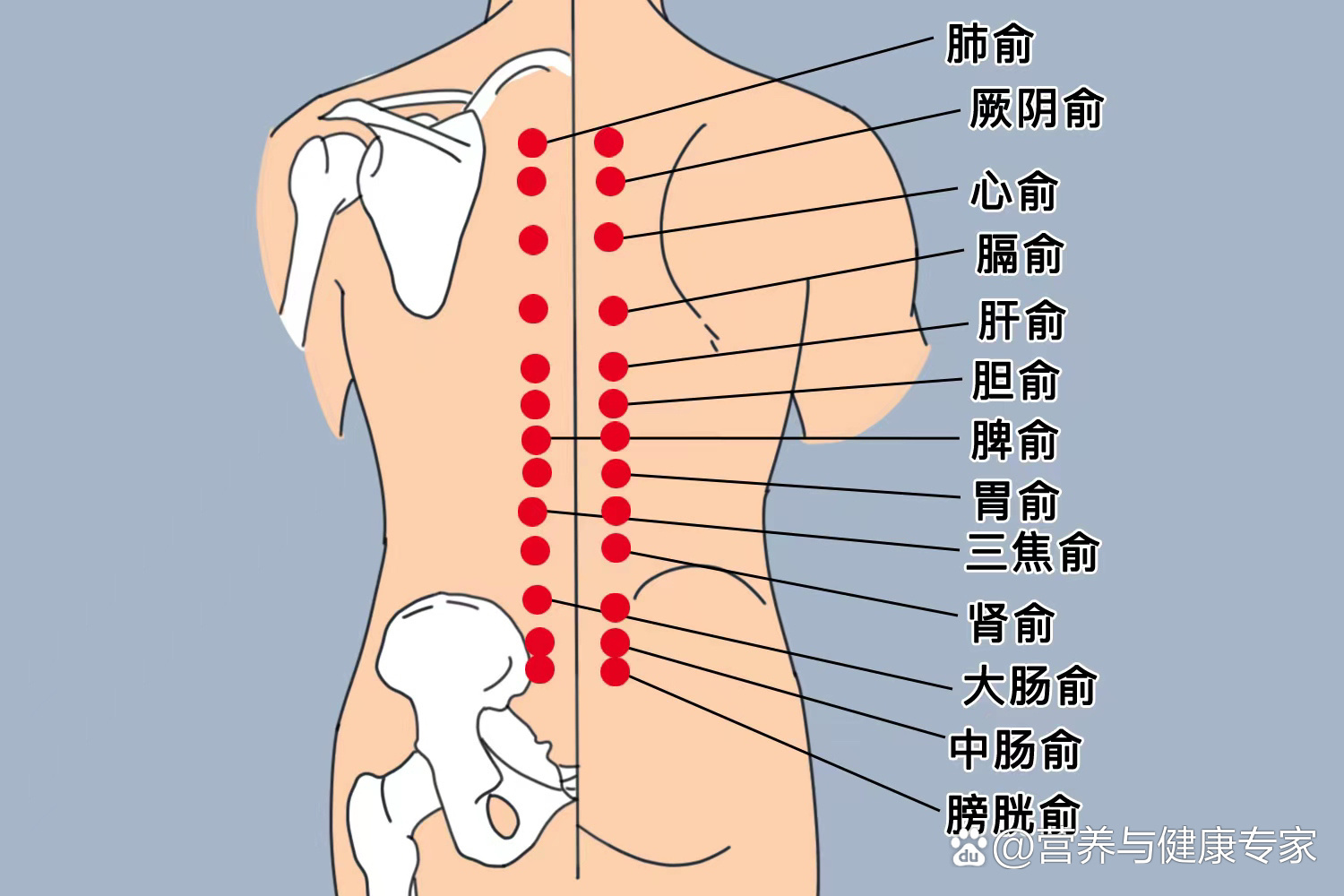 调整五脏六腑 br 位置 br 背俞穴全部分布于背部足太阳膀胱经第一侧线