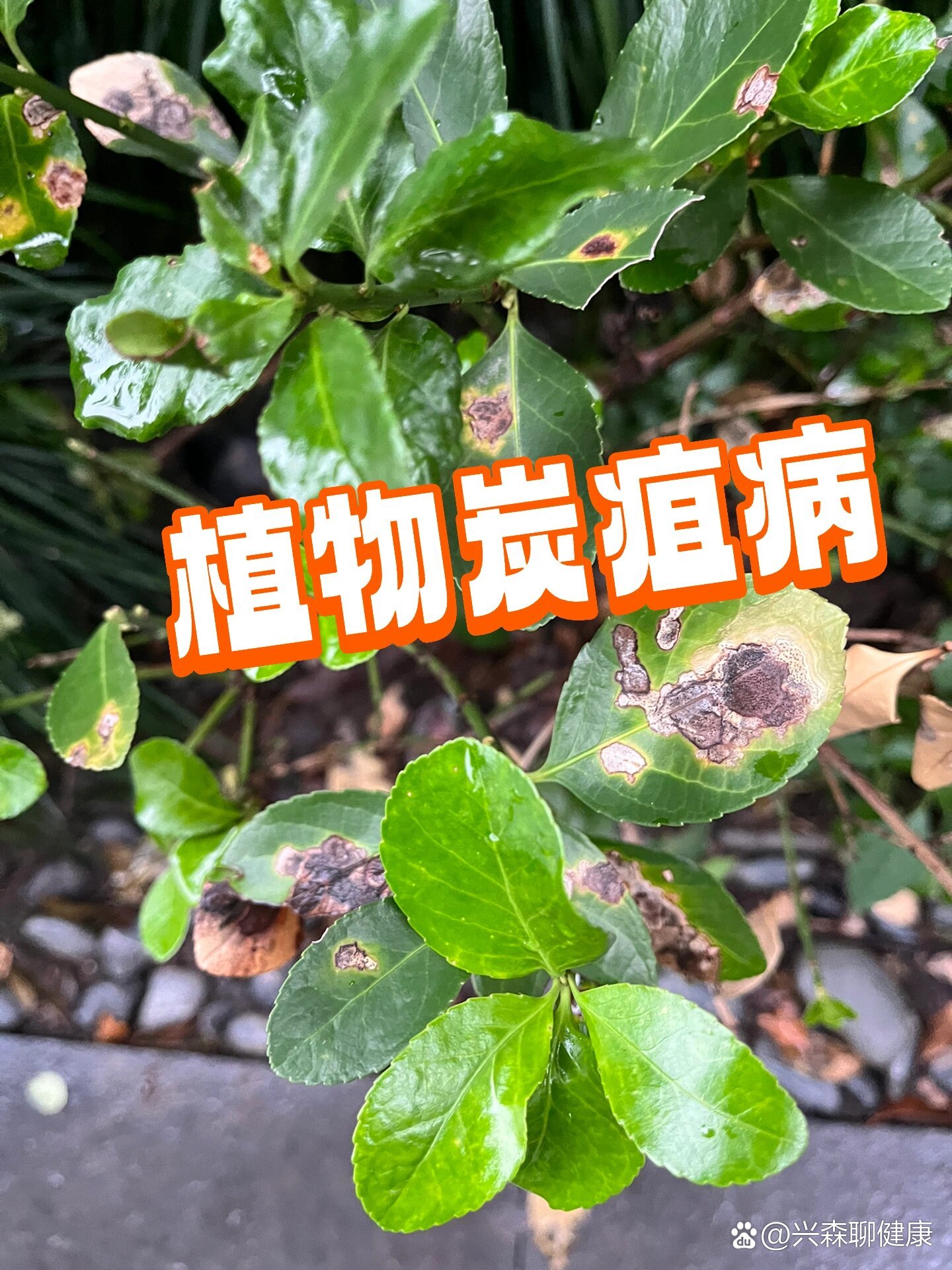 凑近一看叶片炭疽病太严重了  br 预防炭疽病可以用多菌灵