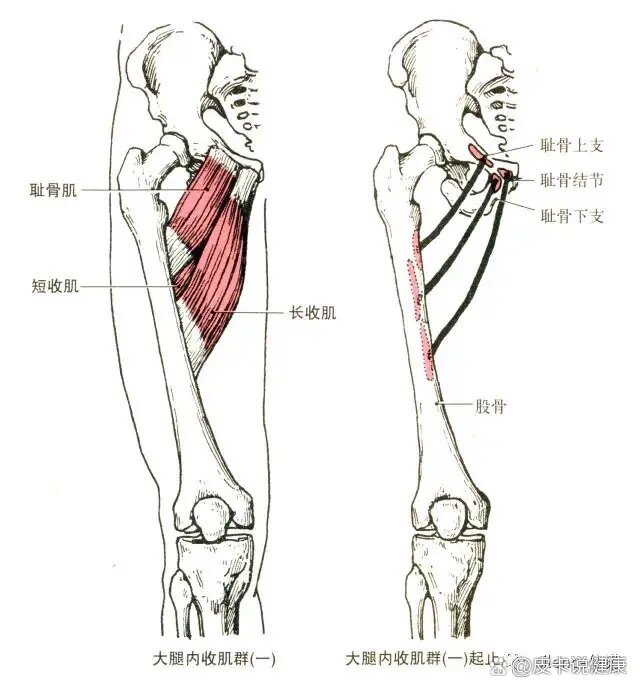 大腿肌群的解剖