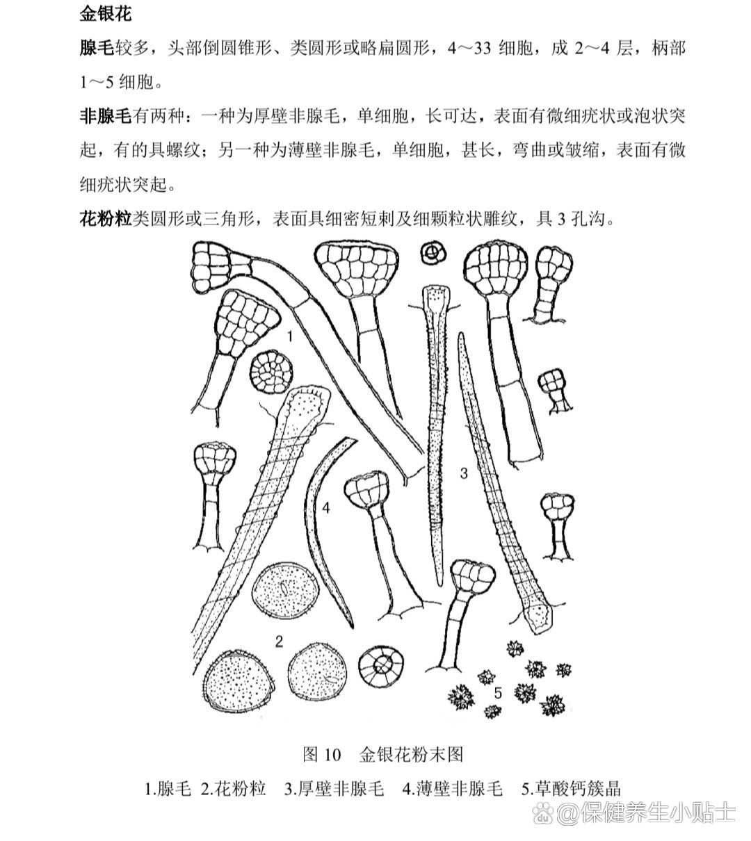 金银花粉末