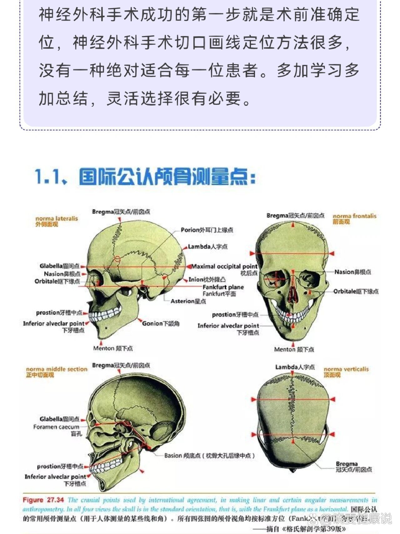 各器官体表投影表格图片