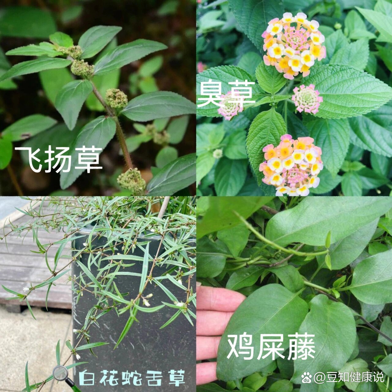 草药煮水洗澡去湿疹