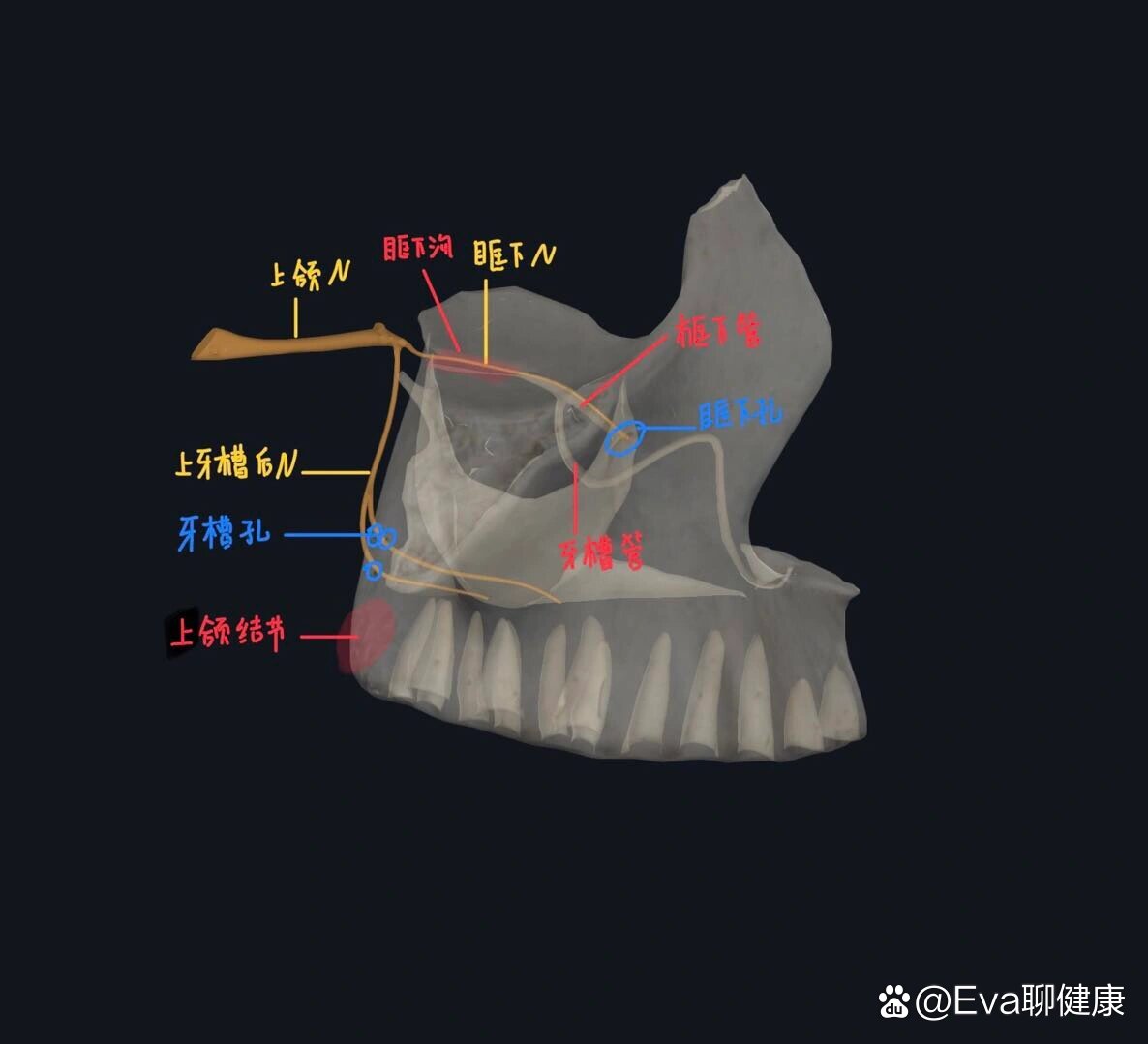 翼腭管&牙槽孔(看图!