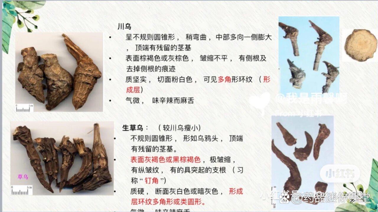 川乌,草乌,附子的区别
