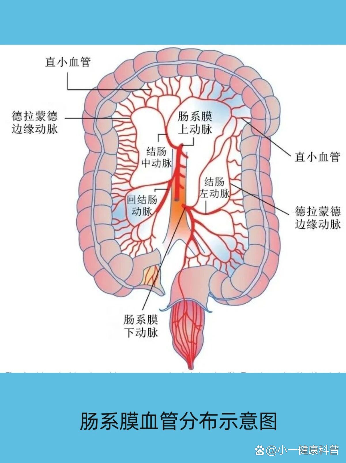 肠系膜位置解剖图图片