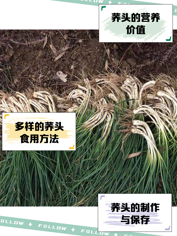 荞头