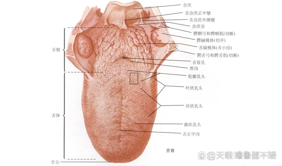 舌头构造图底部图片