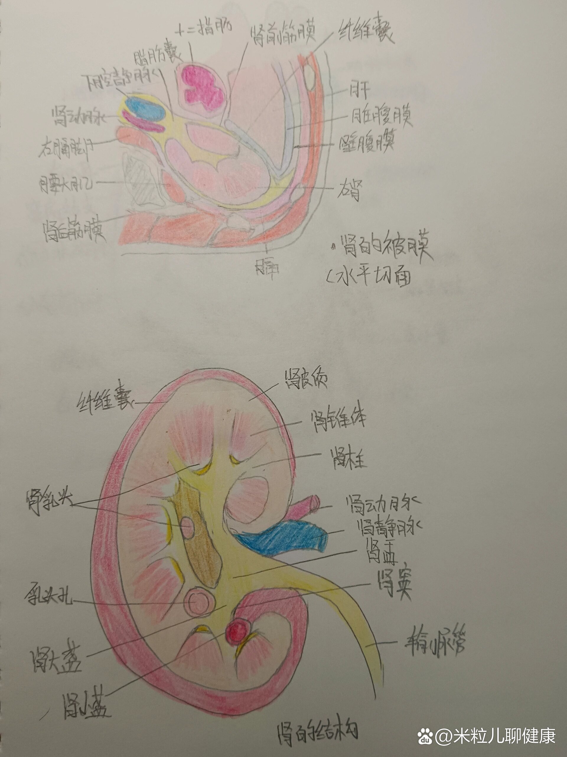 肾解剖图的简笔画图片