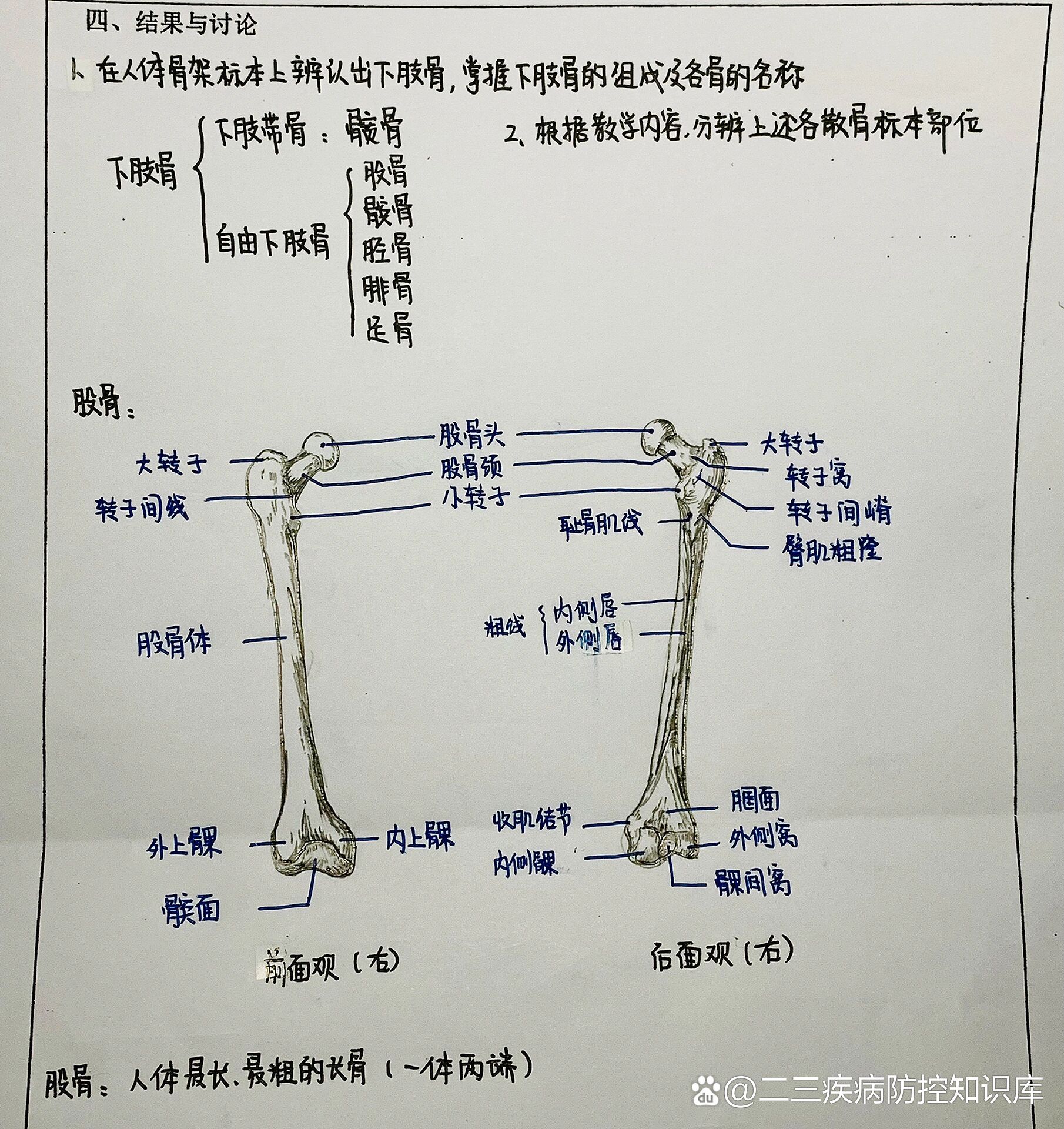 人体解剖手绘图