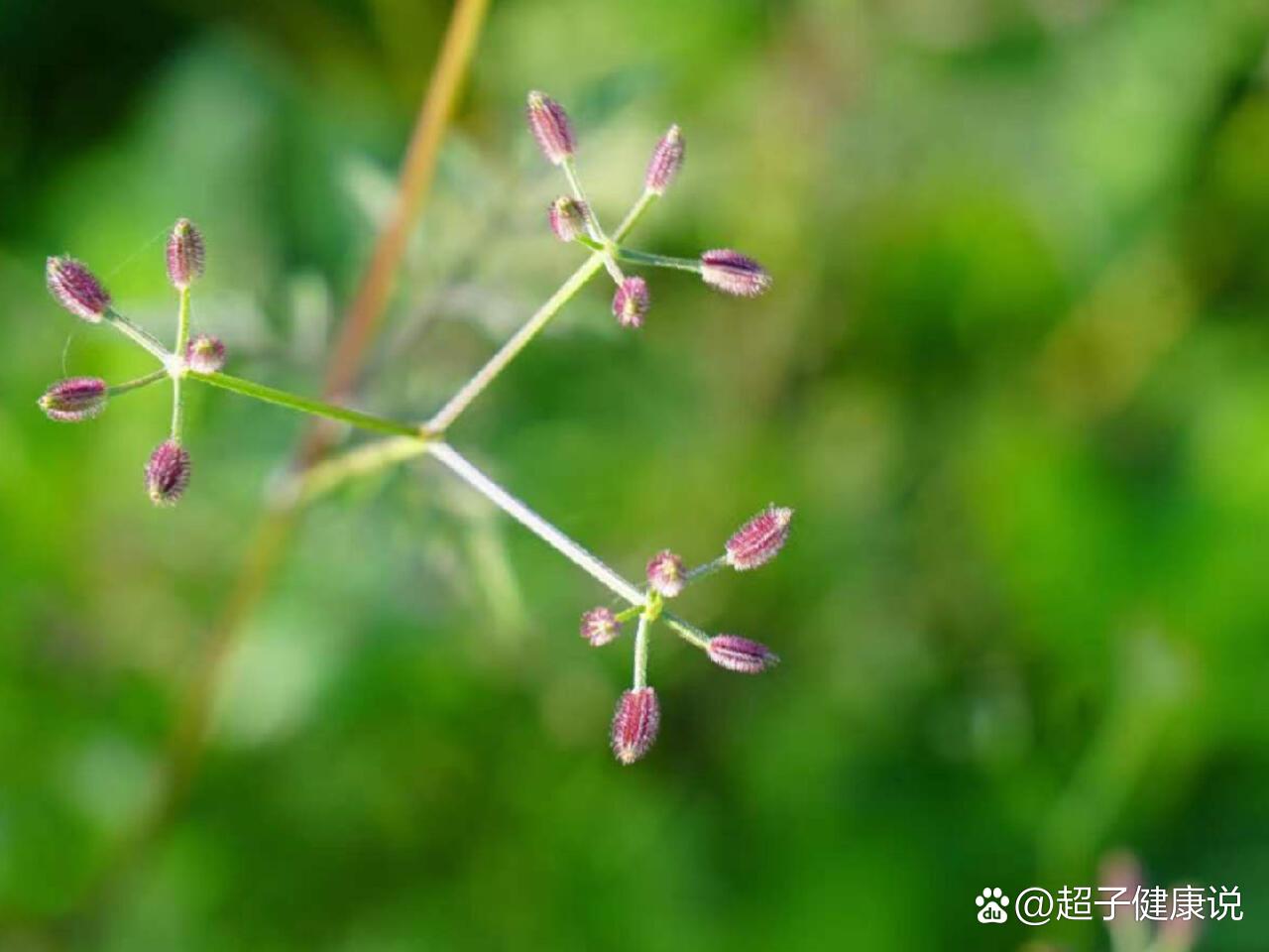 隐球菌脑膜炎【一】