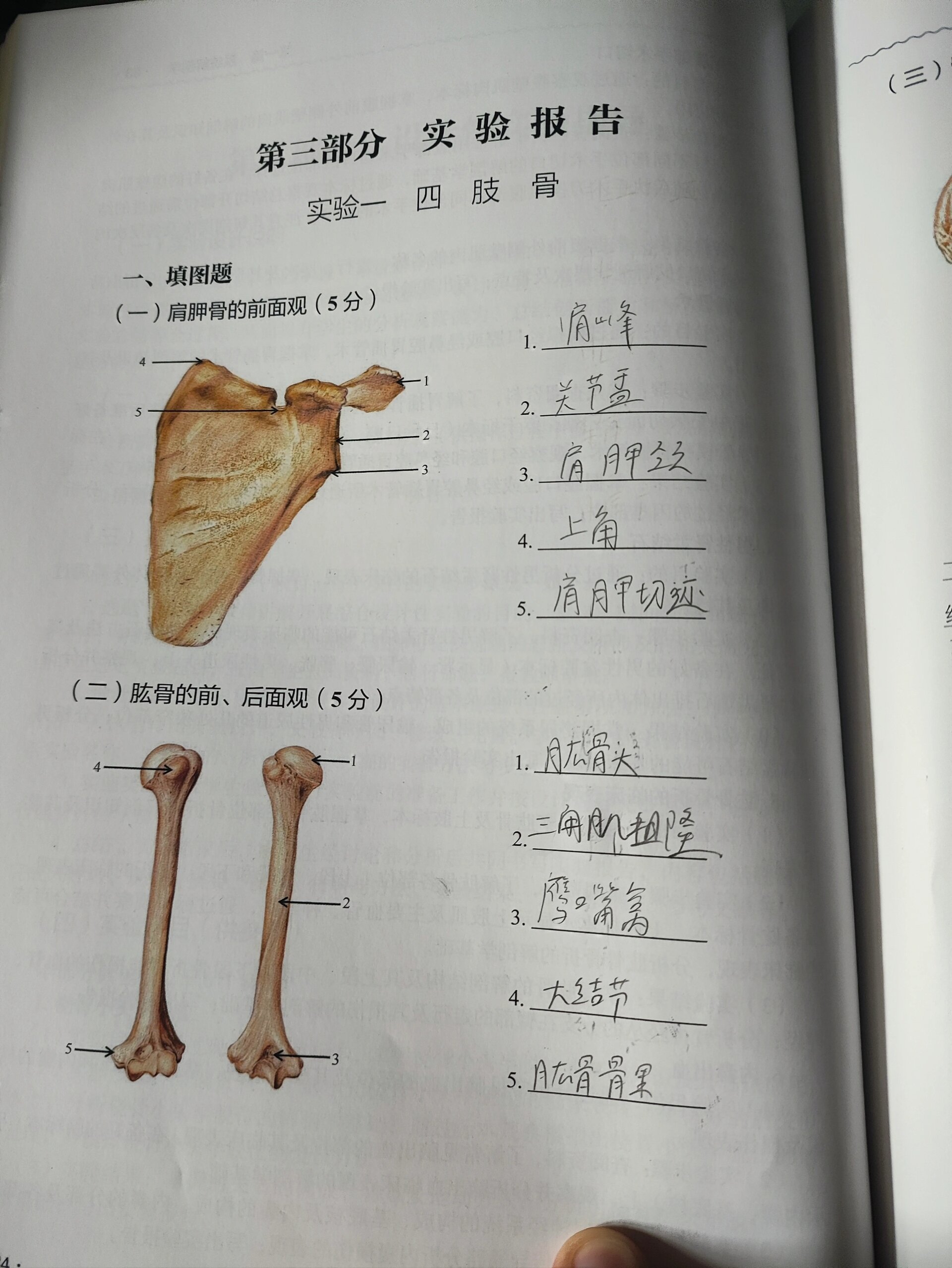 人体解剖学实验