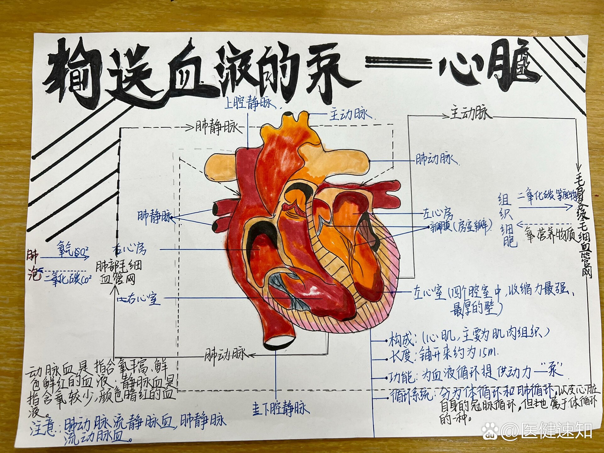 肾脏的血液循环图解图片