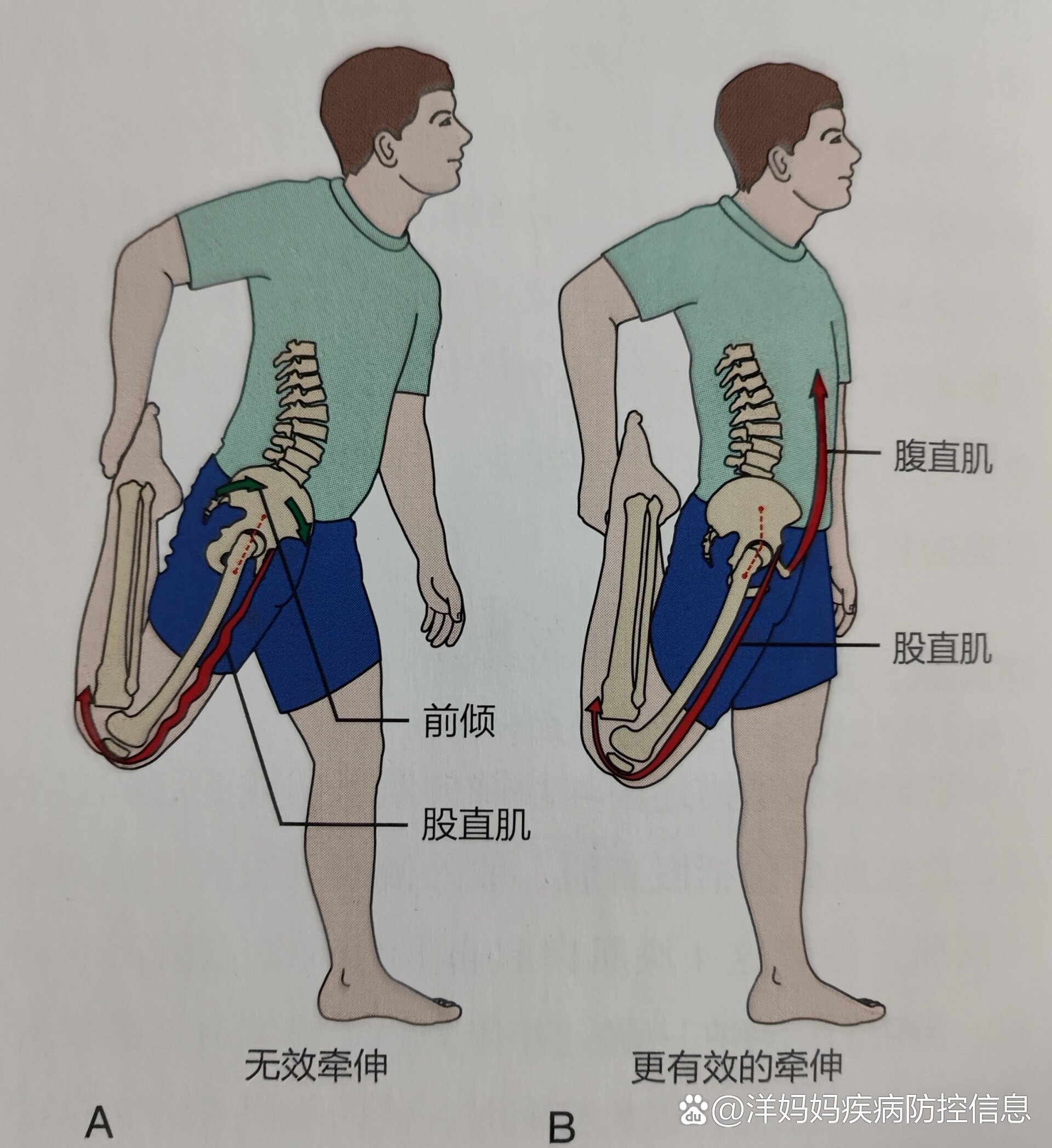 肌肉牵动骨运动图片