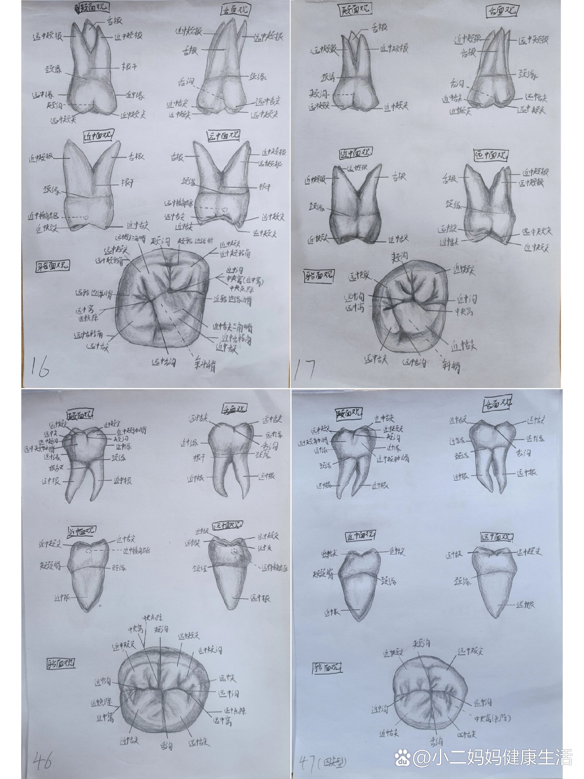 牙齿形态解剖图素描图片