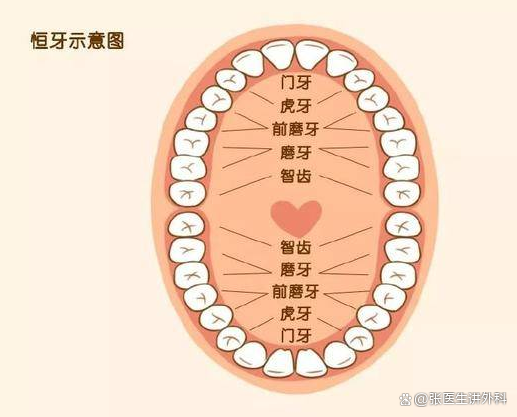 原来每颗牙齿都有名字,你知道叫什么吗?