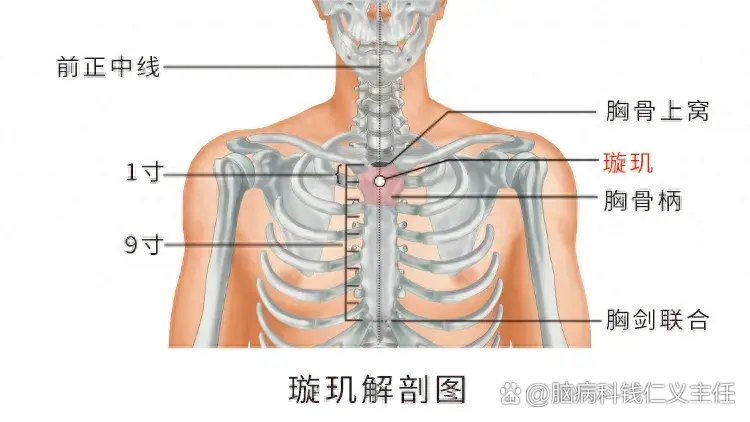 锁骨与肋骨的位置图图片