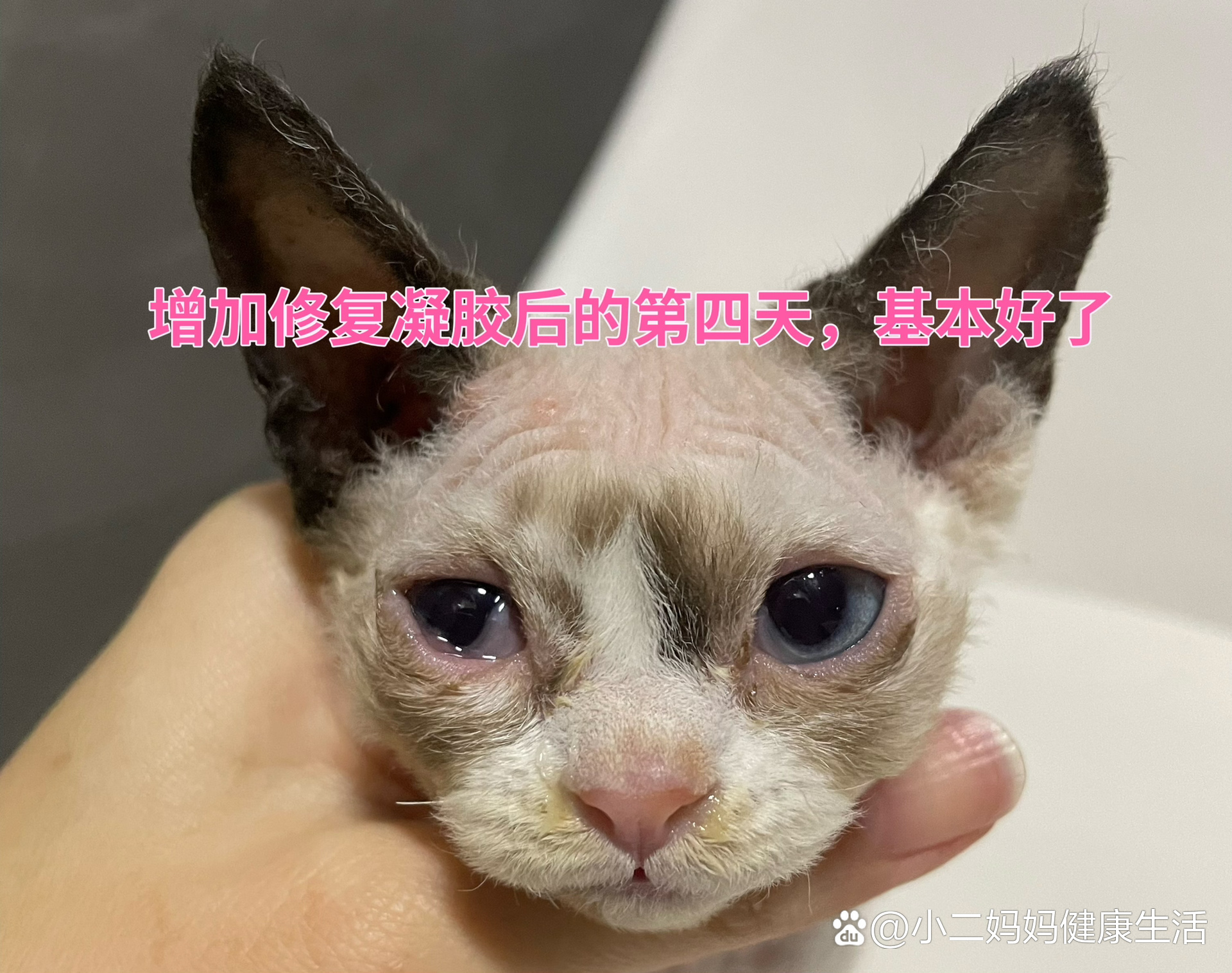 猫鼻支结膜炎图片