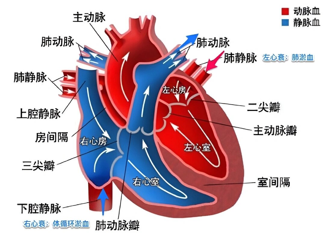 肺循环的路线图图片